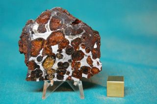 Sericho Pallasite Meteorite 43.  2 Grams