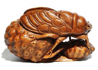 Y5678 - 15 Years Old 2 " Hand Carved Boxwood Netsuke : Pretty Cicada