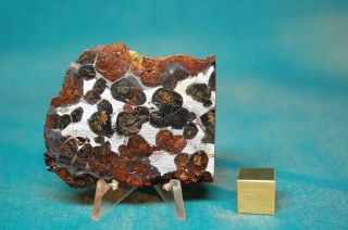 Sericho Pallasite Meteorite 47.  5 Grams