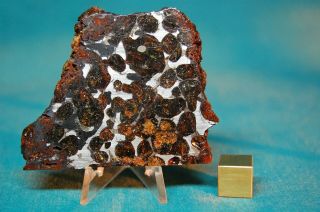 Sericho Pallasite Meteorite 48.  5 Grams