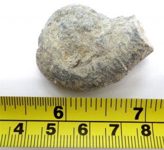 Unpolished Fossil Lituites Sp.  (sea Animal) - 40x31x12 Mm (17.  7 Gram)