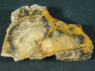 A Polished Petrified Wood Fossil From The Circle Cliffs Utah 142gr E