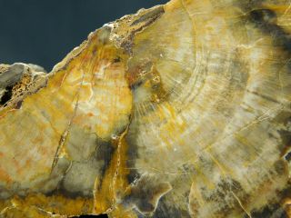 A Polished Petrified Wood Fossil From The Circle Cliffs Utah 142gr e 2