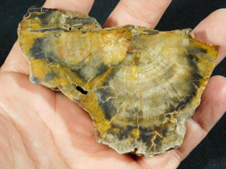 A Polished Petrified Wood Fossil From The Circle Cliffs Utah 142gr e 3