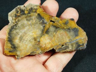 A Polished Petrified Wood Fossil From The Circle Cliffs Utah 142gr e 4