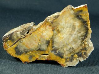 A Polished Petrified Wood Fossil From The Circle Cliffs Utah 142gr e 5