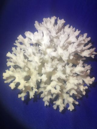 Natural White Reef Coral Cluster Fossil,  6”x 5.  25”x 4”,  Display Or Aquarium