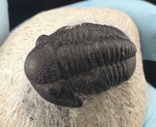 Sweet Gerastos (proetus) Trilobite Fossil From Morocco