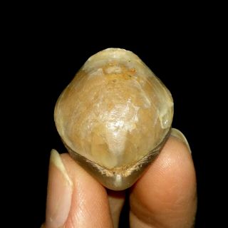 Brachiopod Fossil,  Spirigera From Timor,  24mm