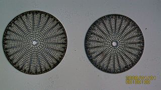 Vintage Microscope Slide.  Diatom Arachnoidiscus By Lister And Pointon