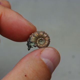 18mm Kosmoceras sp.  Pyrite Ammonite Fossils Callovian Fossilien Russia 3
