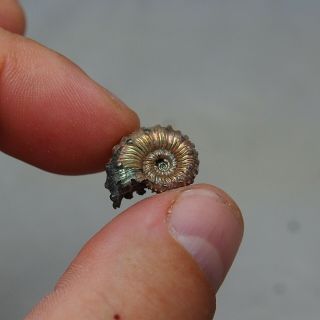 18mm Kosmoceras sp.  Pyrite Ammonite Fossils Callovian Fossilien Russia 4
