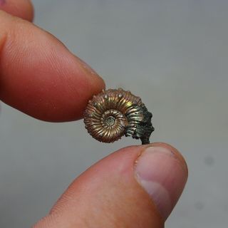 18mm Kosmoceras sp.  Pyrite Ammonite Fossils Callovian Fossilien Russia 5