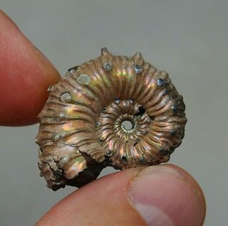 30mm Kosmoceras Sp.  Pyrite Ammonite Fossils Callovian Fossilien Russia