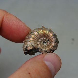 30mm Kosmoceras sp.  Pyrite Ammonite Fossils Callovian Fossilien Russia 2