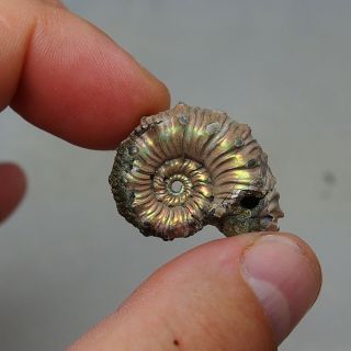 30mm Kosmoceras sp.  Pyrite Ammonite Fossils Callovian Fossilien Russia 3