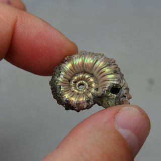 30mm Kosmoceras sp.  Pyrite Ammonite Fossils Callovian Fossilien Russia 4