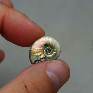 22mm Subnulunoceras sp.  Pyrite Ammonite Fossils Callovian Fossilien Russia 3