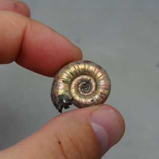 26mm Mirosphinctes Sp.  Pyrite Ammonite Fossils Callovian Fossilien Russia