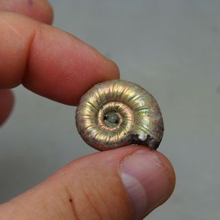 26mm Mirosphinctes sp.  Pyrite Ammonite Fossils Callovian Fossilien Russia 4