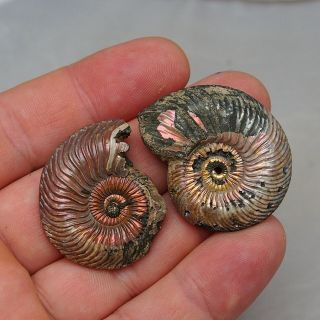 2x Quenstedtoceras 37 - 41mm Pyrite Ammonite Fossils Fossilien Russia Pendant