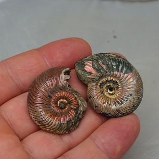 2x Quenstedtoceras 37 - 41mm Pyrite Ammonite Fossils Fossilien Russia pendant 2