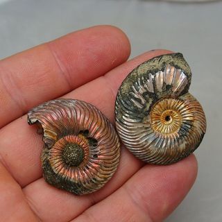 2x Quenstedtoceras 37 - 41mm Pyrite Ammonite Fossils Fossilien Russia pendant 3