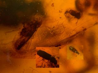 Cicada&small Beetles Burmite Myanmar Burmese Amber Insect Fossil Dinosaur Age