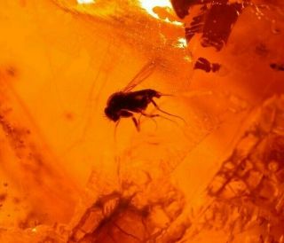 Phorid Fly With Fulgoroid In Authentic Dominican Amber Fossil Gemstone 6.  7 G