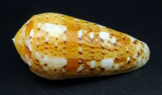 Exquisite Conus Floccatus Magdalenae Gem -,  49.  4 Mm Philippines Seashell