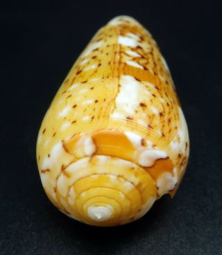 Exquisite Conus floccatus magdalenae GEM -,  49.  4 mm Philippines seashell 2