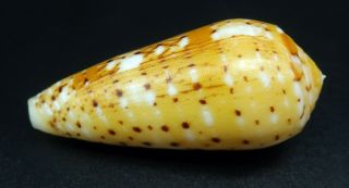 Exquisite Conus floccatus magdalenae GEM -,  49.  4 mm Philippines seashell 3