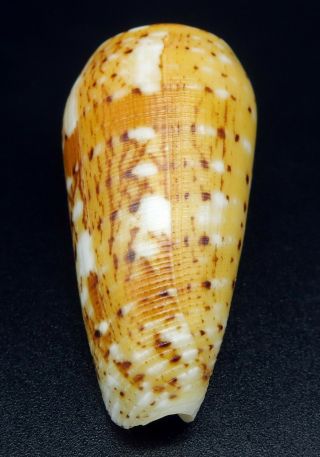 Exquisite Conus floccatus magdalenae GEM -,  49.  4 mm Philippines seashell 4