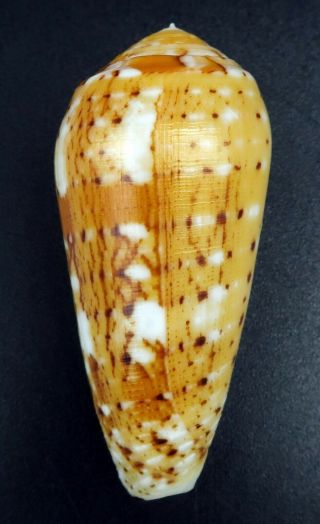 Exquisite Conus floccatus magdalenae GEM -,  49.  4 mm Philippines seashell 5