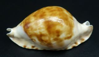 Cypraea Zoila marginata F,  /F,  61 mm Australia cowrie seashell IG 2