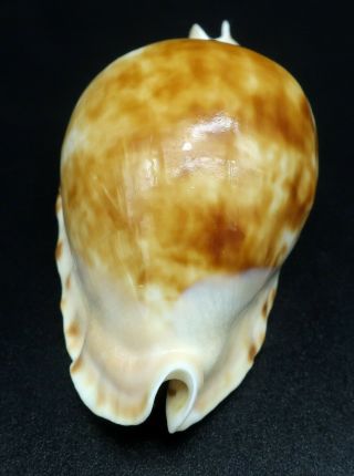 Cypraea Zoila marginata F,  /F,  61 mm Australia cowrie seashell IG 4