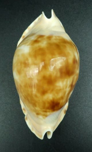 Cypraea Zoila marginata F,  /F,  61 mm Australia cowrie seashell IG 5