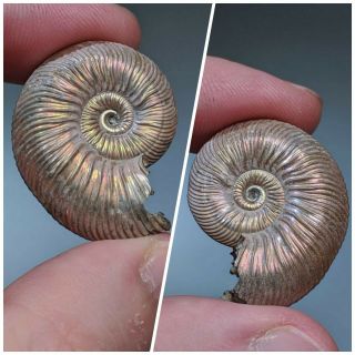 3 Cm (1,  2 In) Ammonite Shell Quenstedtoceras Jurassic Pyrite Russia Fossil