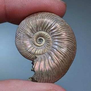 3 cm (1,  2 in) Ammonite shell Quenstedtoceras jurassic pyrite Russia fossil 2