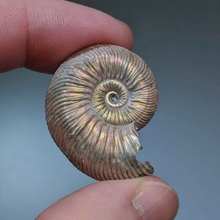 3 cm (1,  2 in) Ammonite shell Quenstedtoceras jurassic pyrite Russia fossil 3