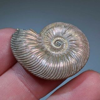 3 cm (1,  2 in) Ammonite shell Quenstedtoceras jurassic pyrite Russia fossil 4