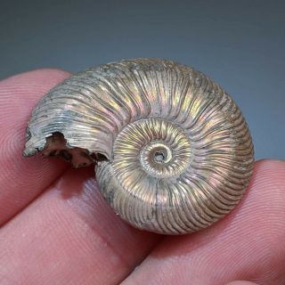 3 cm (1,  2 in) Ammonite shell Quenstedtoceras jurassic pyrite Russia fossil 5