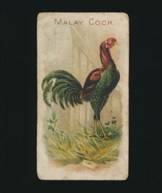 1892 N20 Allen & Ginter Cigarettes Prize & Game Chickens - Malay Cock