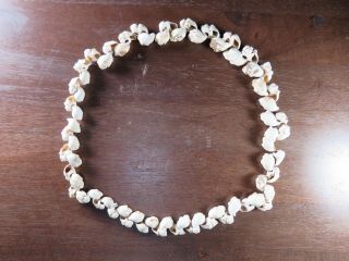 27 In.  Mississippian Shell Bead Necklace,  Hiwassee,  Polk Co. ,  Tn X Beutell