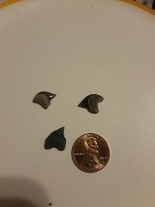3 Rare Cretaceous Crow Shark Tooth