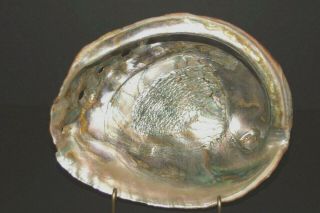 Stunning Large Natural Red Abalone Shell Mother of Pearl Weighs 1 - 1/2 lbs (24 oz) 2