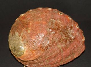 Stunning Large Natural Red Abalone Shell Mother of Pearl Weighs 1 - 1/2 lbs (24 oz) 3