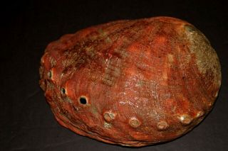 Stunning Large Natural Red Abalone Shell Mother of Pearl Weighs 1 - 1/2 lbs (24 oz) 5