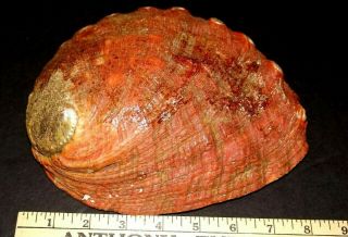 Stunning Large Natural Red Abalone Shell Mother of Pearl Weighs 1 - 1/2 lbs (24 oz) 6