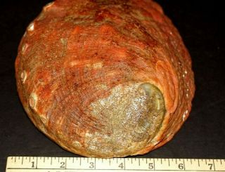 Stunning Large Natural Red Abalone Shell Mother of Pearl Weighs 1 - 1/2 lbs (24 oz) 7
